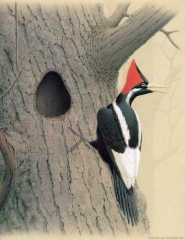 威廉 齊默曼 Ivory billed Woodpecker 威廉 齊默曼 Ivory billed Woodpecker